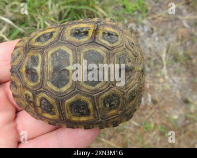 Spekes Scharnierschildkröte (Kinixys spekii) Reptilia Stockfoto