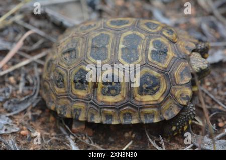 Spekes Scharnierschildkröte (Kinixys spekii) Reptilia Stockfoto