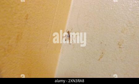 Breitgesäumte SAC-Spinne (Trachelas tranquillus) Arachnida Stockfoto