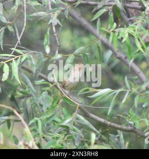 Oriental Reed Warbler (Acrocephalus orientalis) Aves Stockfoto