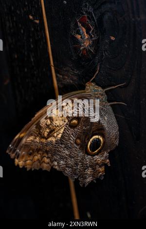 Caligo telamonius memnon Butterfly Stockfoto