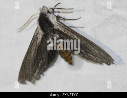 Vashti Sphinx (Sphinx vashti) Insecta Stockfoto