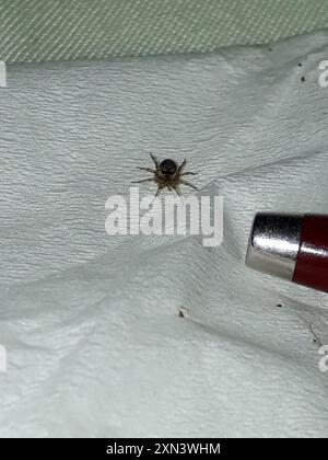 Wandspinne (Oecobius navus) Arachnida Stockfoto