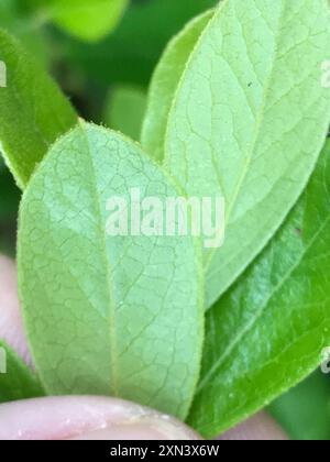 Zwerghuckleberry (Gaylussacia dumosa) Plantae Stockfoto