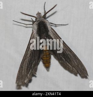 Vashti Sphinx (Sphinx vashti) Insecta Stockfoto