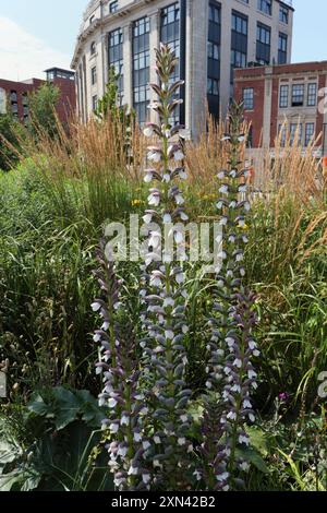 Acanthus mollis Bärenbärenblüten, grau bis grün Park im Stadtzentrum von Castlegate Sheffield England, Großbritannien, innerstädtische Biodiversitätspflanzen Stockfoto