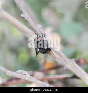 Mexikanische Kaktusfliege (Copestylum mexicanum) Insecta Stockfoto