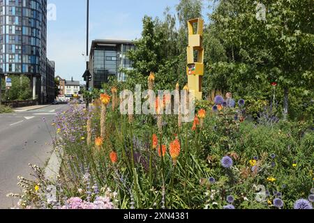 Red Hot Poker Flowers Kniphofia in Blüte, Grau bis Grün Park im Stadtzentrum von Castlegate Sheffield England, Großbritannien, innerstädtische Biodiversitätspflanzen Stockfoto