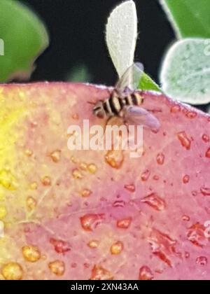 Australische Leafroller Tachinid (Trigonospila brevifacies) Insecta Stockfoto