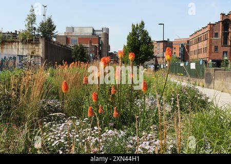 Red Hot Poker Flowers Kniphofia in Blüte, Grau bis Grün Park im Stadtzentrum von Castlegate Sheffield England, Großbritannien, innerstädtische Biodiversitätspflanzen Stockfoto