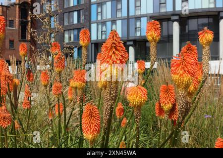 Red Hot Poker Flowers Kniphofia in Blüte, Grau bis Grün Park im Stadtzentrum von Castlegate Sheffield England, Großbritannien, innerstädtische Biodiversitätspflanzen Stockfoto