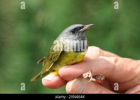 Trauer Warbler (Geothlypis philadelphia) Aves Stockfoto