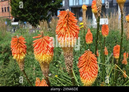 Red Hot Poker Flowers Kniphofia in Blüte, Grau bis Grün Park im Stadtzentrum von Castlegate Sheffield England, Großbritannien, innerstädtische Biodiversitätspflanzen Stockfoto