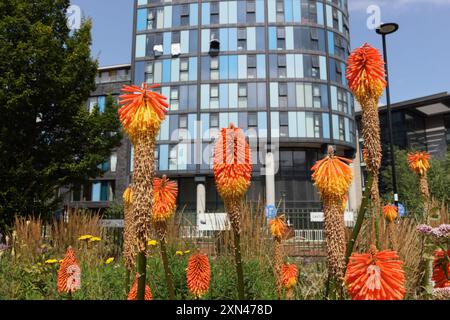 Red Hot Poker Flowers Kniphofia in Blüte, Grau bis Grün Park im Stadtzentrum von Castlegate Sheffield England, Großbritannien, innerstädtische Biodiversitätspflanzen Stockfoto