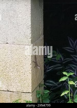 Puerto-ricanische Schurkenanole (Anolis cristatellus cristatellus) Reptilia Stockfoto