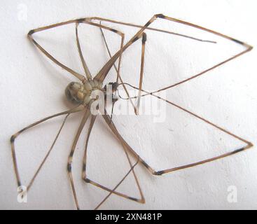 Riesenväter mit langen Beinen (Artema atlanta) Arachnida Stockfoto