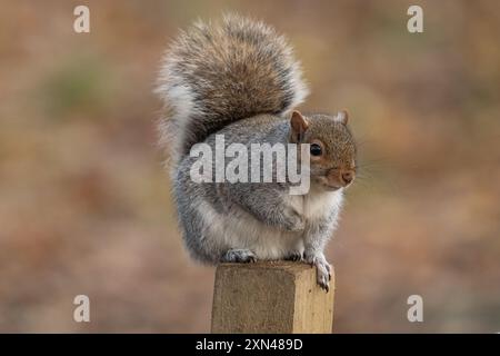 Graues Eichhörnchen, das auf einem Gartenpfosten sitzt Stockfoto