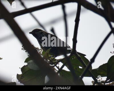 Beryl-spangled Tanager (Tangara nigroviridis) Aves Stockfoto