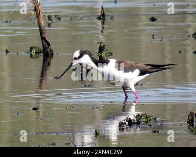 Weissrückenpfahl (Himantopus mexicanus melanurus) Aves Stockfoto