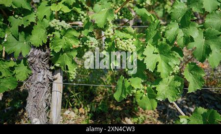 Riesling-Trauben an der Rebe im Moseltal, Deutschland. Stockfoto