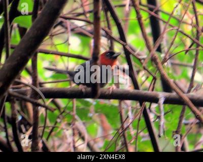 Kastanienkopf-Tanager (Thlypopsis pyrrhocoma) Aves Stockfoto