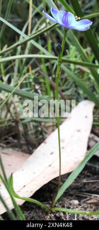 Blaue Sterne (Chamaescilla corymbosa) Plantae Stockfoto