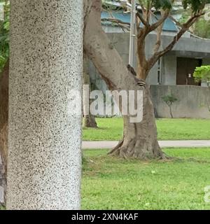 Pallas Eichhörnchen (Callosciurus erythraeus) Mammalia Stockfoto