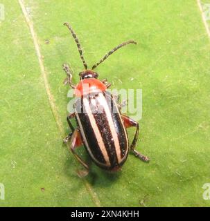 Schweinekäfer (Disonycha glabrata) Insecta Stockfoto