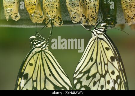 Baumnymphe Schmetterlinge tauchen aus ihren Kokons auf Stockfoto