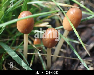 Goldenhaarige Tintenkappen (Parasola auricoma) Pilze Stockfoto