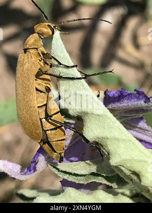 Brauner Blisterkäfer (Epicauta immaculata) Insecta Stockfoto