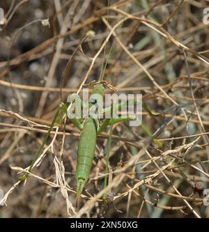 Griechische Raubtier-Bush-Cricket (Saga hellenica) Insecta Stockfoto