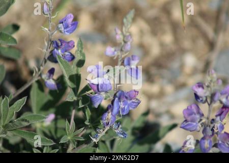 Lupine (Lupinus latifolius) Plantae Stockfoto