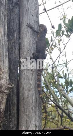 San Esteban Island x Sonora Stachelschwanziguana (Ctenosaura conspicuosa x macrolopha) Reptilia Stockfoto