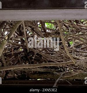 Pallas Eichhörnchen (Callosciurus erythraeus) Mammalia Stockfoto