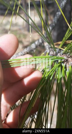 Chihuahuan-Kiefer (Pinus leiophylla chihuahuana) Plantae Stockfoto