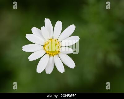 Shasta Gänseblümchen mit unvollkommenen weißen Blüten und einem großen gelben Zentrum, fotografiert mit geringer Schärfentiefe von oben vor grünem Hintergrund. Stockfoto