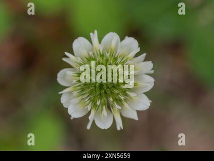 Weiße Klee- oder Trifuolium repens-Blüte mit ungeöffneten Knospen, fotografiert von oben mit geringer Schärfentiefe. Stockfoto
