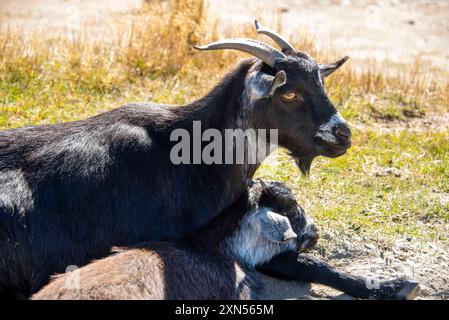 Ziegen in Deer Park Heights - Queenstown - Neuseeland Stockfoto