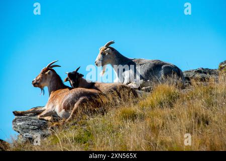 Ziegen in Deer Park Heights - Queenstown - Neuseeland Stockfoto