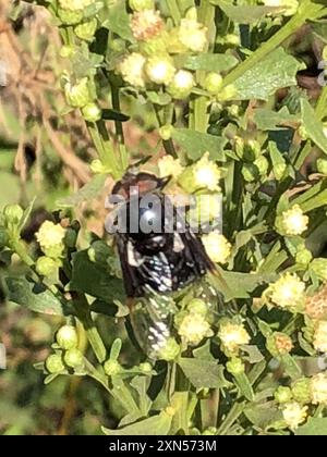 Mexikanische Kaktusfliege (Copestylum mexicanum) Insecta Stockfoto