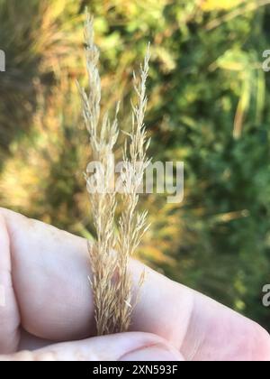 kanadische Blaugelenke (Calamagrostis canadensis) Plantae Stockfoto