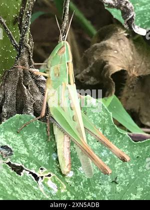 Bewundernswerte Grasshopper (Syrbula admirabilis) Insecta Stockfoto