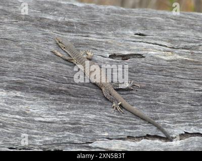 Schwarzkopfmonitor (Varanus tristis) Reptilia Stockfoto