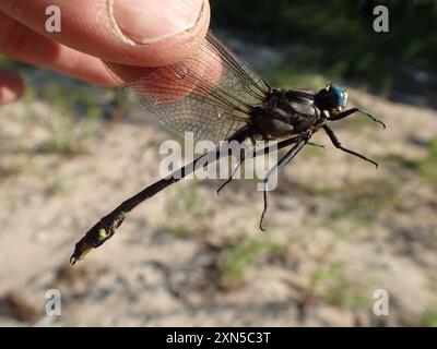 Midland Clubtail (Gomphurus fraternus) Insecta Stockfoto