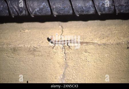 Buchanans Schlangenaugen (Cryptoblepharus buchananii) Reptilia Stockfoto