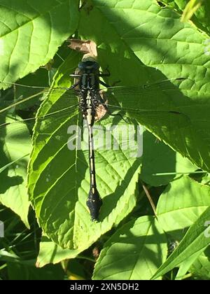 Midland Clubtail (Gomphurus fraternus) Insecta Stockfoto