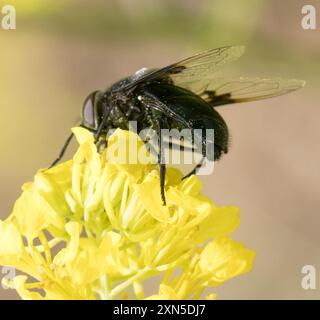 Mexikanische Kaktusfliege (Copestylum mexicanum) Insecta Stockfoto