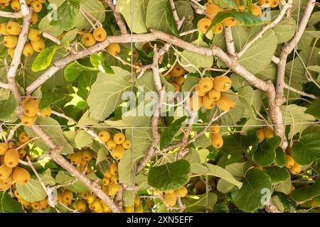 Die Ernte von Kiwi oder Chinesischer Stachelbeere, viele essbare Beeren auf Woody-Reben mit grünen Blättern im Garten. Pflanze Mit Reifen Kiwi, Actinidia Deliciosa Stockfoto