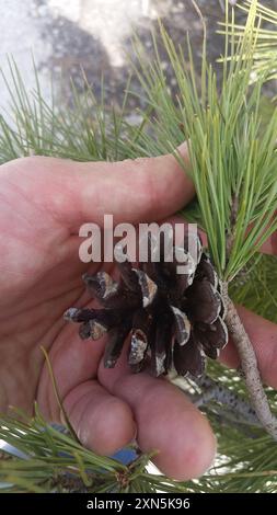 Chihuahuan-Kiefer (Pinus leiophylla chihuahuana) Plantae Stockfoto